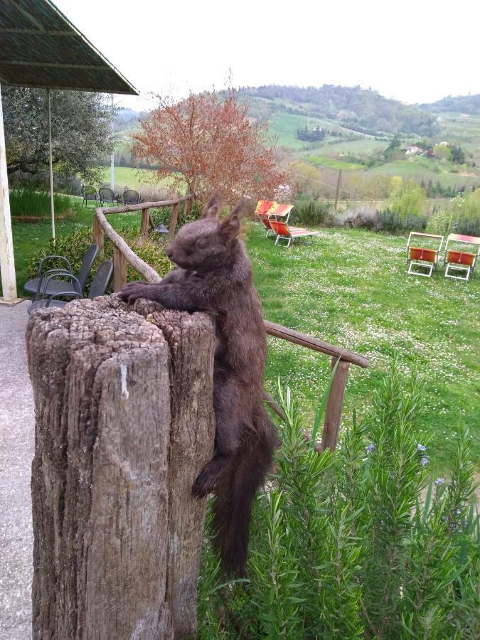Le Spighe Agriturismo チェゼーナ エクステリア 写真